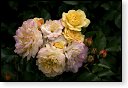 rode rozen roos rosa flora natuur bloem bloemen cultivars cultivar fleurop rosaceae tuin rozentuin valentijn valentijsdag romantiek liefde merci